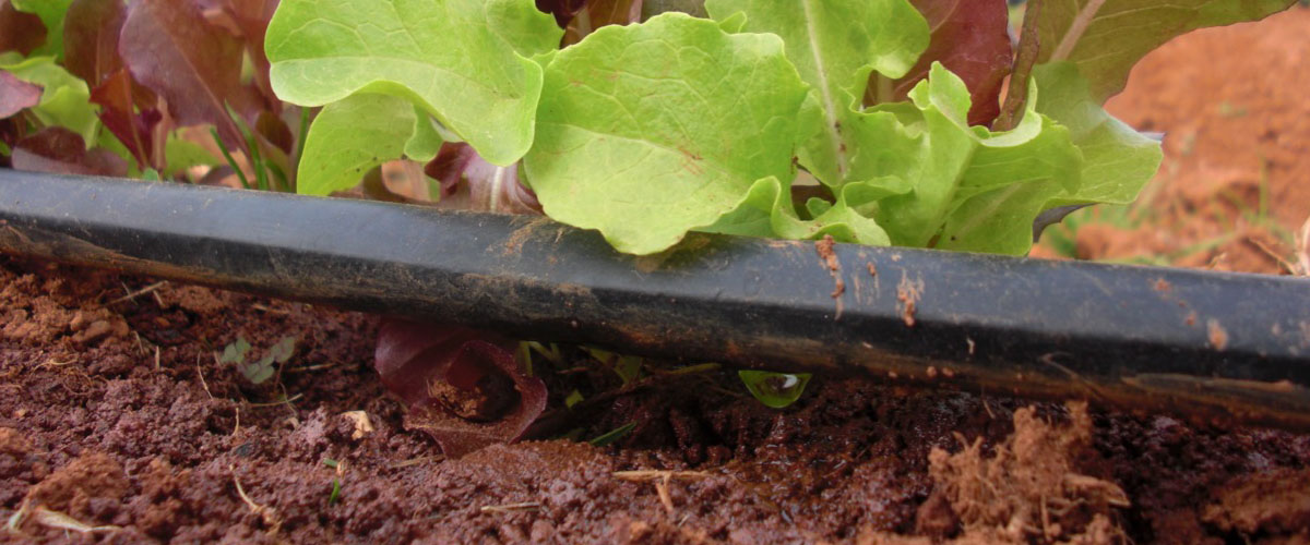 How to set up an irrigation system in your garden PLUS how to use