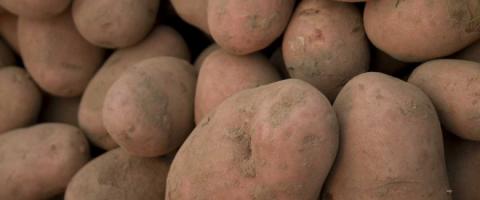 Potatoes Grown in a Bag- It's Easy