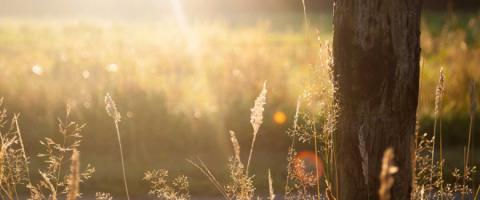 Planting Summer Grass  N.C. Cooperative Extension